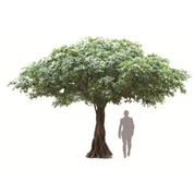 עץ זית שחור משי