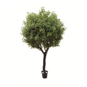 סיליק פיקוס לובי עץ תחביב