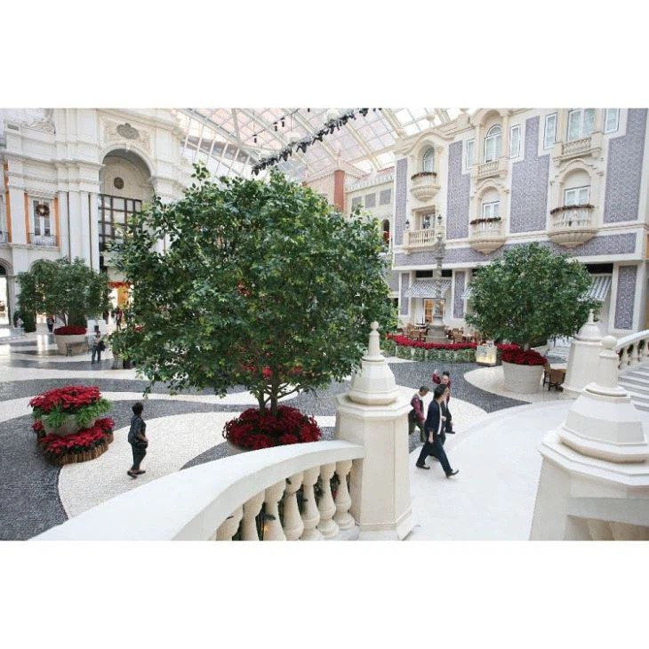 עץ דקורטיבי בניאן